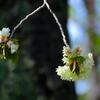 八重桜①