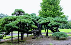 高崎市役所前の松