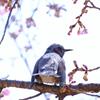 愛でる
