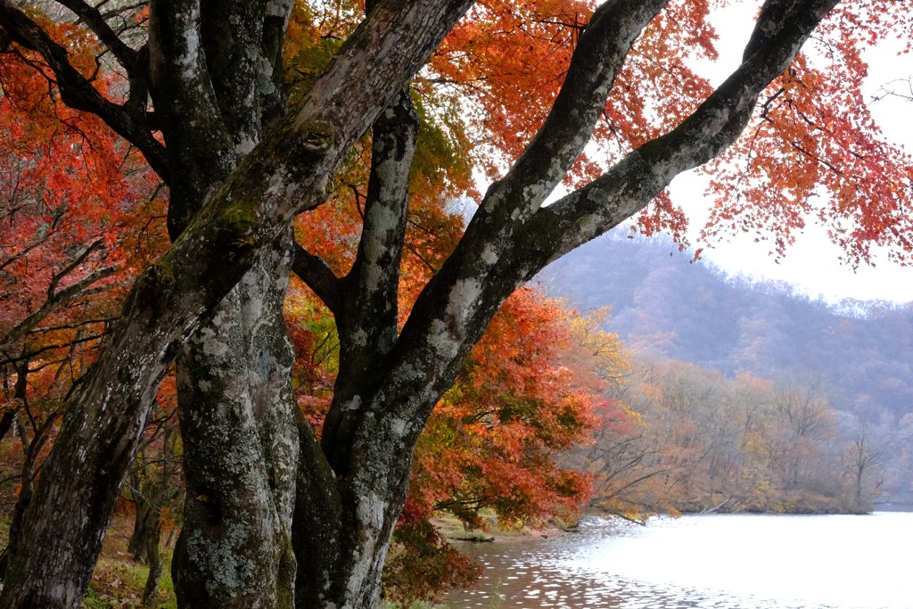 榛名湖紅葉③