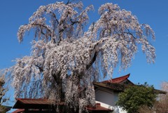桜③