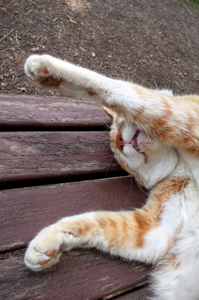 ベンチを独り占め②