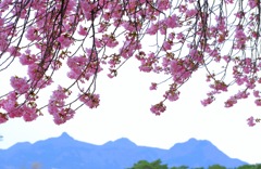 敷島の河津桜②