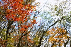 赤城山紅葉②