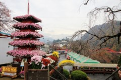 菊花大会③