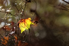 赤城自然園の紅葉⑤