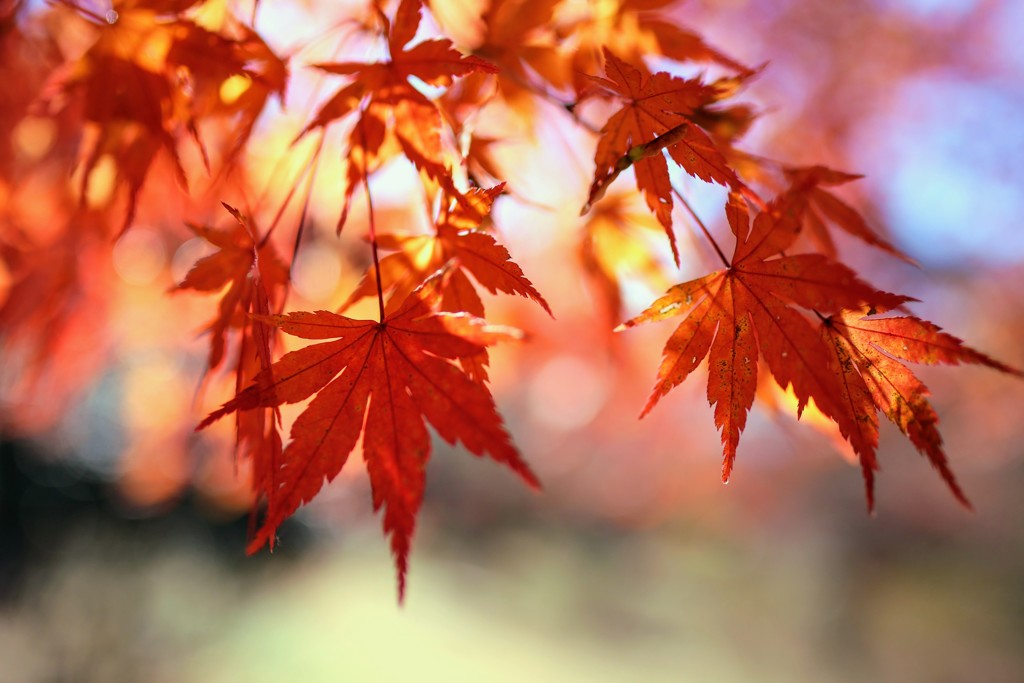 赤城自然園の紅葉③