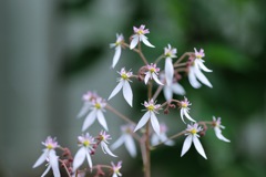 庭の花①