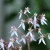 庭の花①