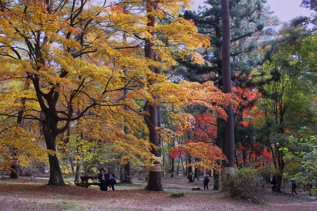 赤城自然園の紅葉②