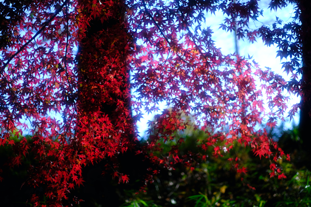 嶺公園の紅葉③