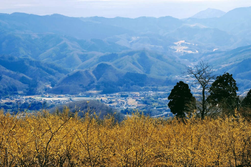 宝登山の蝋梅①