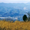 宝登山の蝋梅①