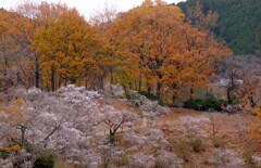 寒桜と紅葉⑥