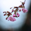 河津桜