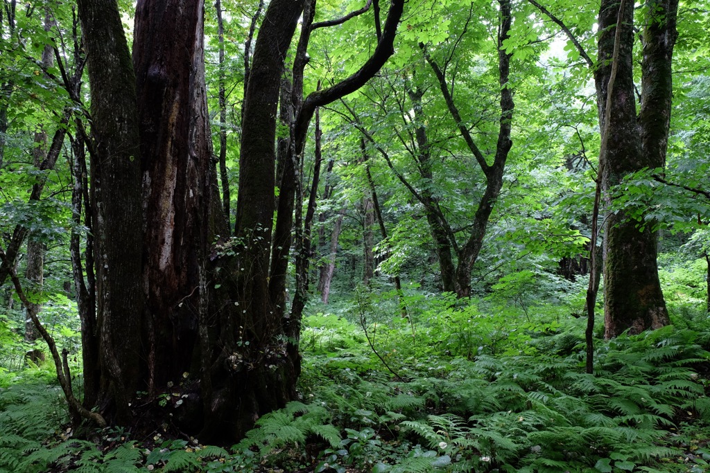 みちのくの風景①