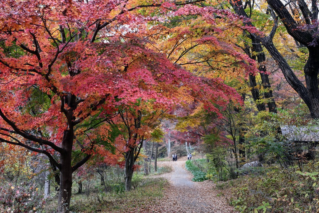 赤城自然園⑧