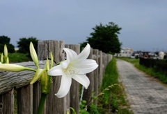 散歩道③