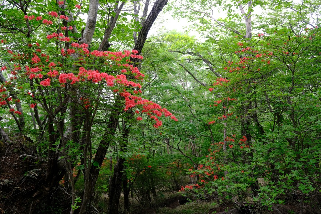 赤城山に咲く③