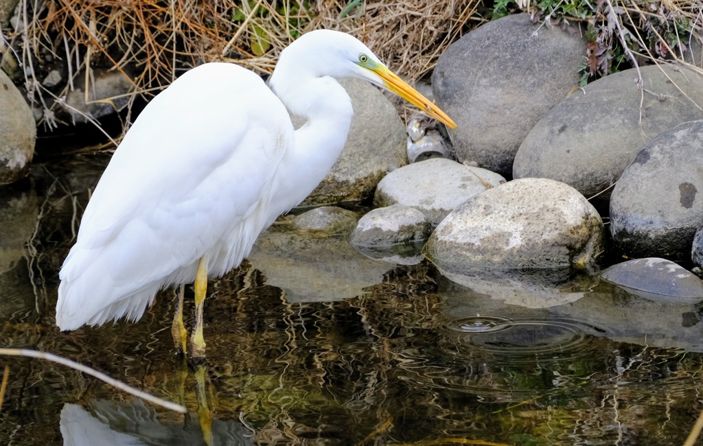 チュウサギ　ダイサギ？