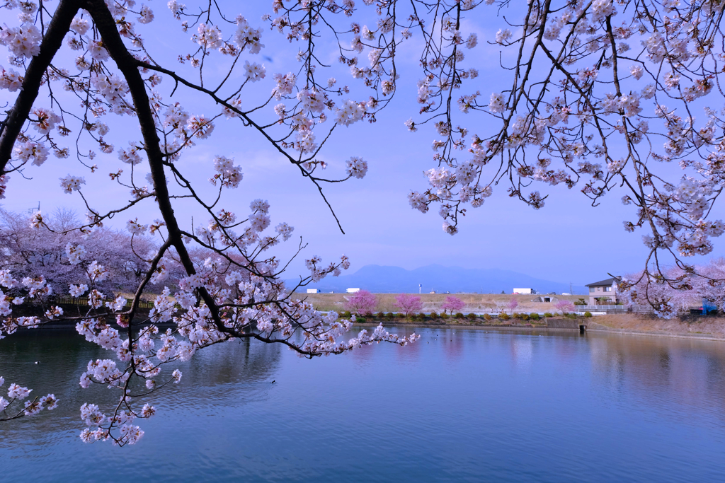 桜遠望