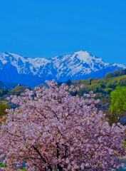 谷川岳と桜