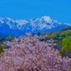 谷川岳と桜