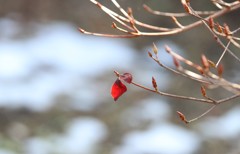 春を待つ赤城自然園⑤