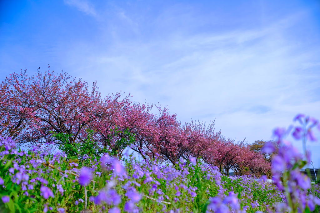 桜並木