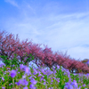 桜並木