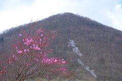 赤城山のアカヤシオ②