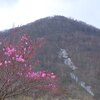 赤城山のアカヤシオ②