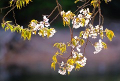 葉桜