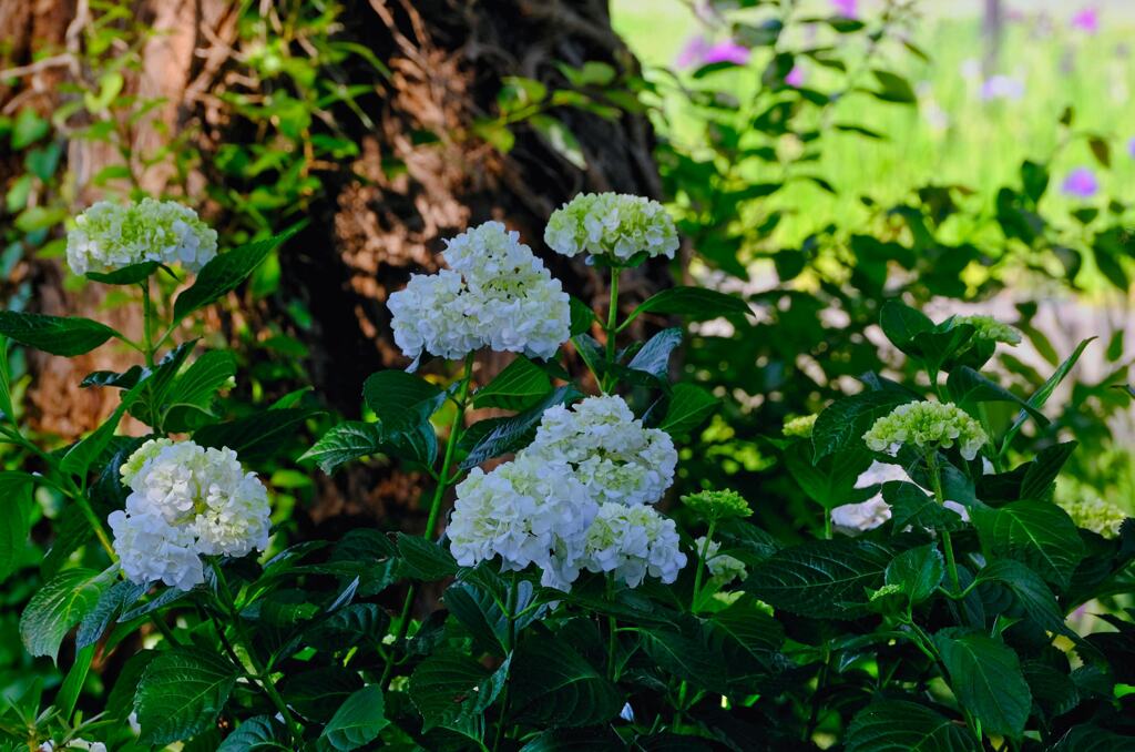 紫陽花