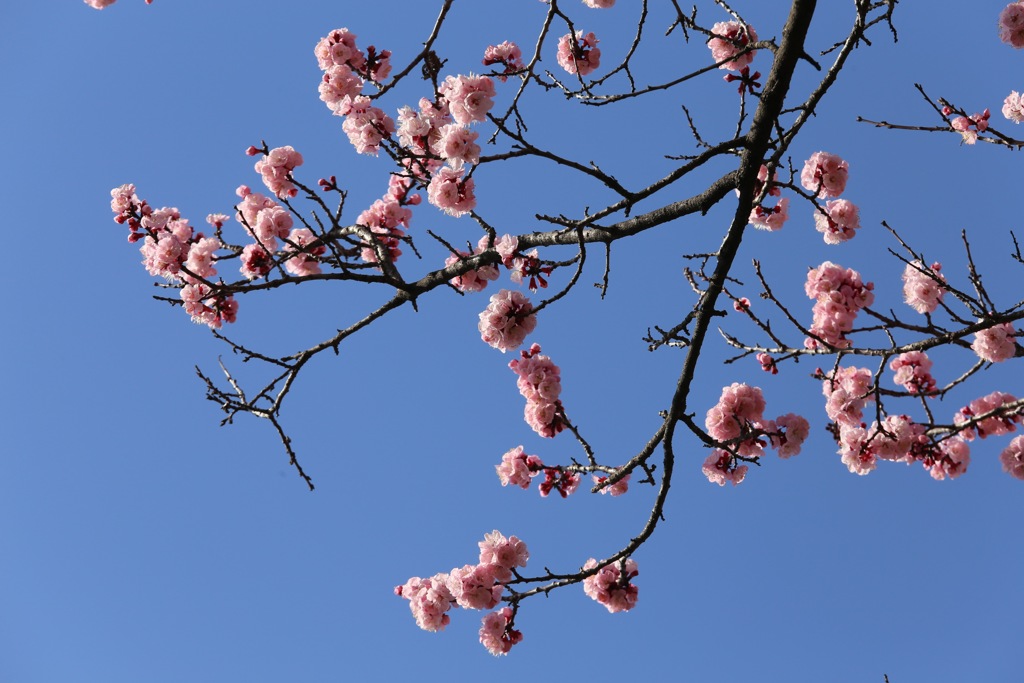 ピンクが映える