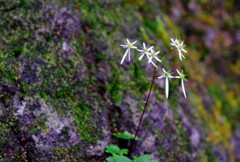 高山植物？