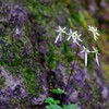 高山植物？