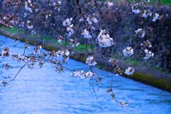前橋公園の桜②