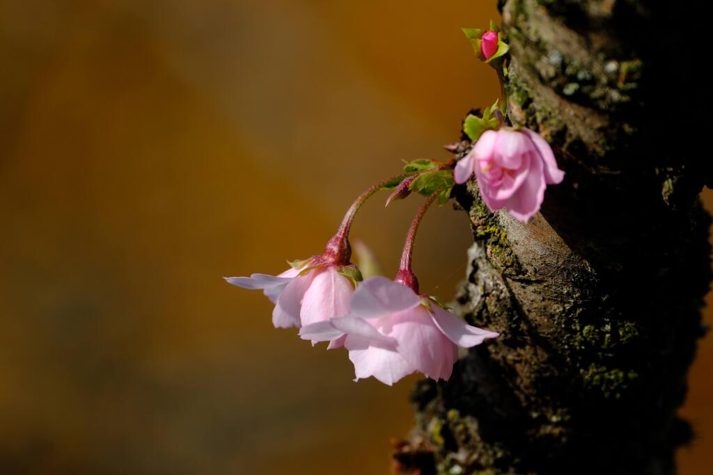 桜山公園⑧