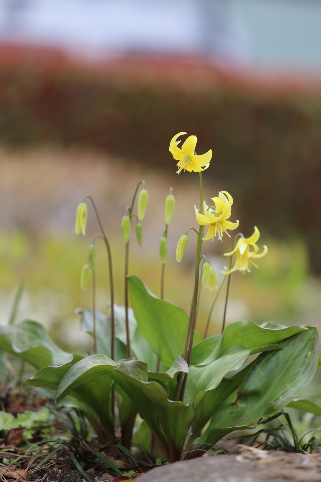 黄色いカタクリ