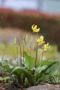 黄色いカタクリ