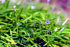 我が家にも春が!②