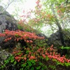 岩盤に咲く