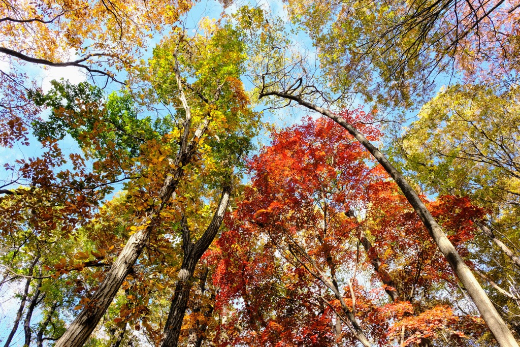 子持山紅葉④