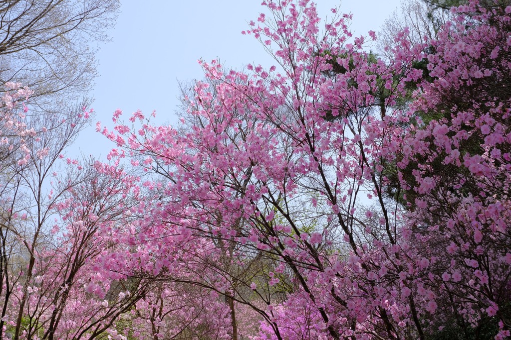 赤城自然園①