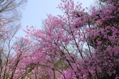 赤城自然園①