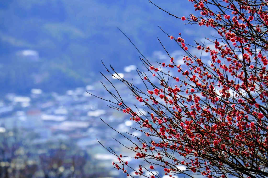 宝登山の紅梅②