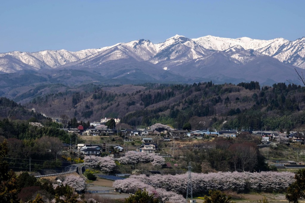 沼田市の桜景色③