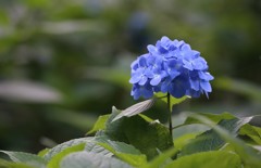 紫陽花①