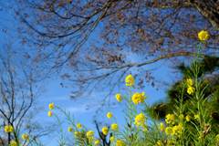 枯れ木に花を